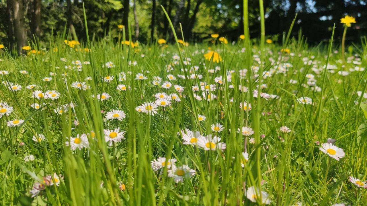Chata Pietraszyna Koniaków Eksteriør bilde